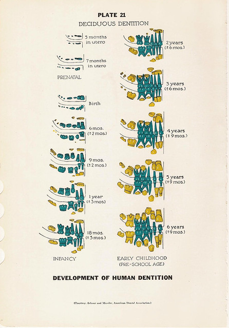 The ear and development of human dentition teeth human boâ