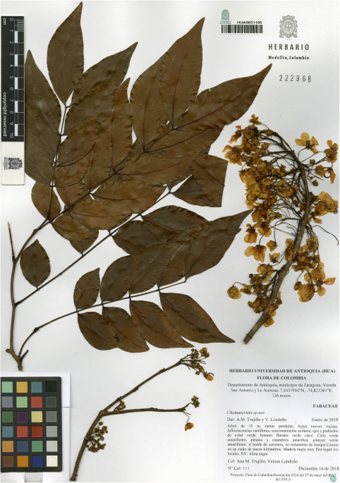 A new arboreal chamaecrista fabaceae and first record of the section apoucouita for the inter andean valleys of colombia brittonia