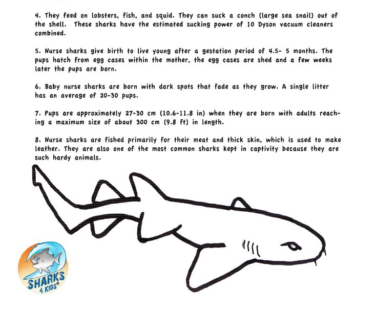 Nurse shark coloring sheet with fast facts download for free here httpsharkskidswp