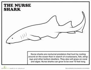 Nurse shark worksheet education nurse shark shark facts shark