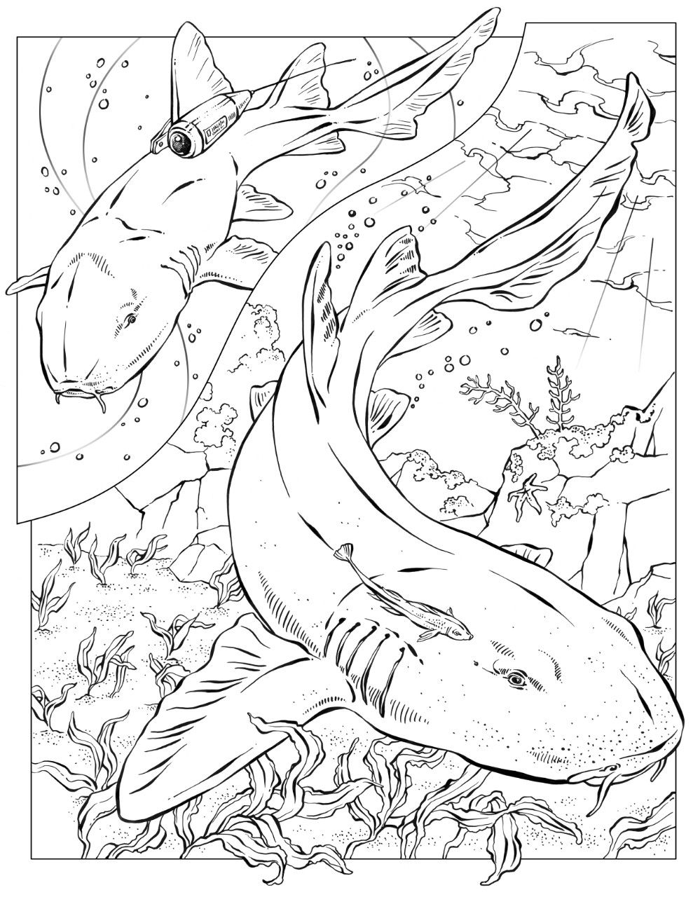 Coloring book animals j to z shark coloring pages coloring books animal coloring books