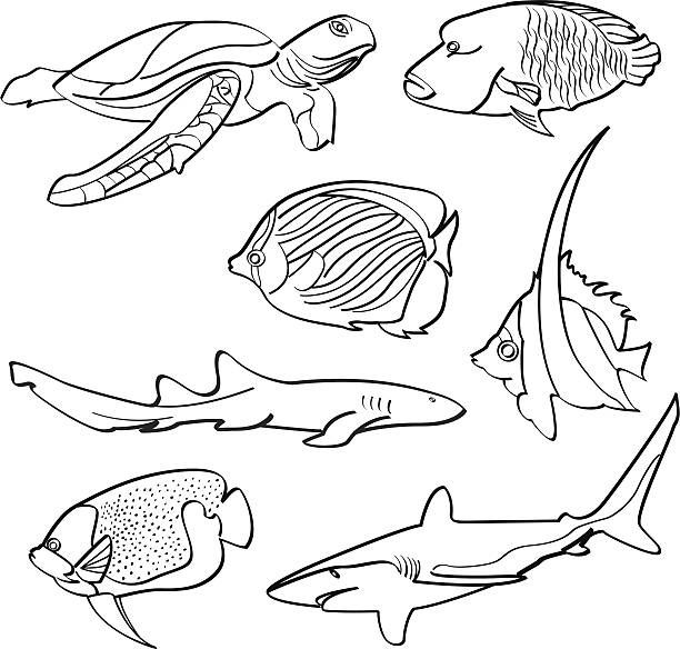 Nurse shark stock illustrations royalty