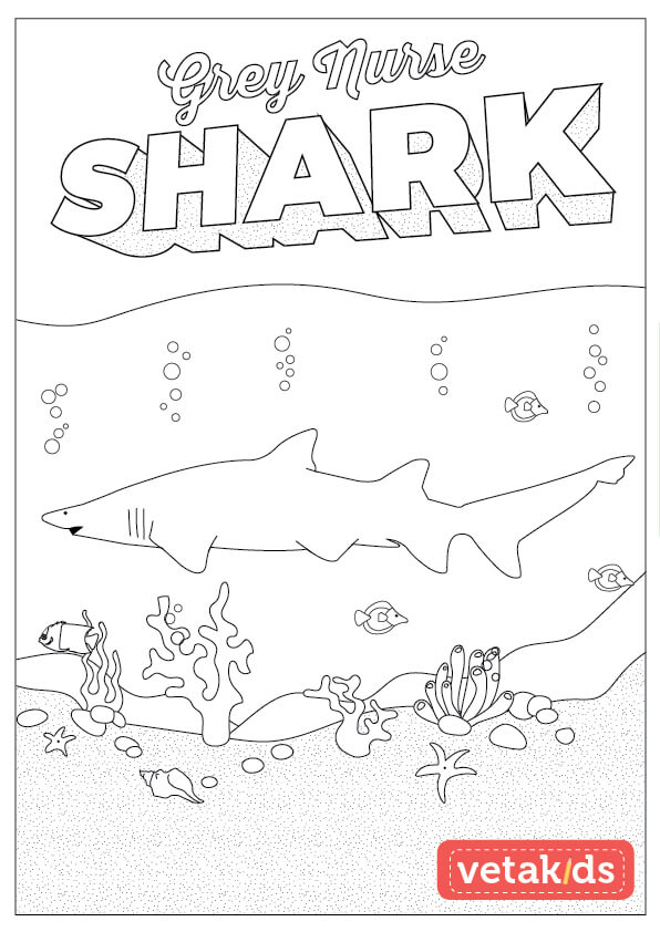 Grey nurse shark colouring