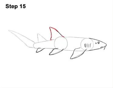 How to draw a nurse shark video step