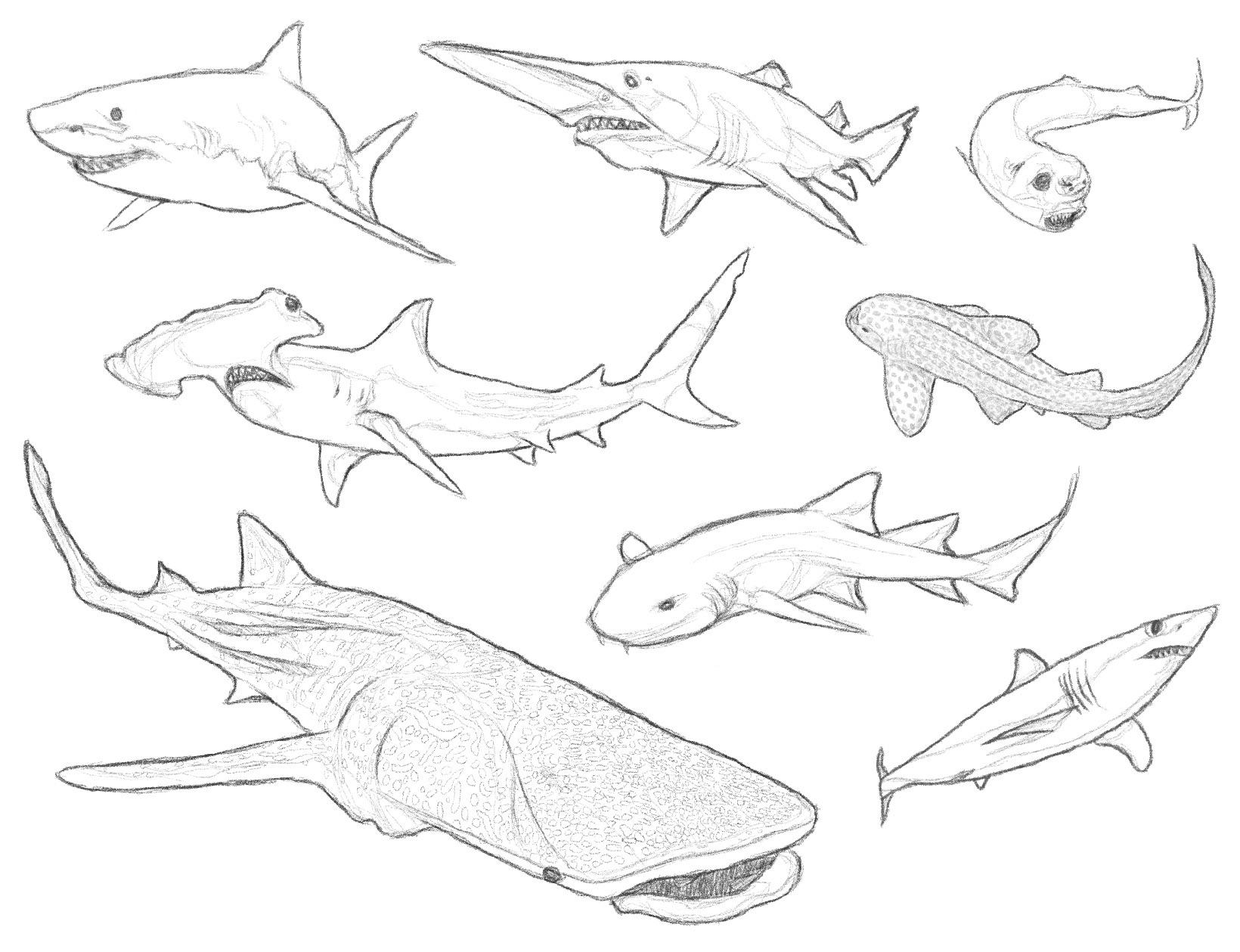 Learning to draw sharks rlearntodraw