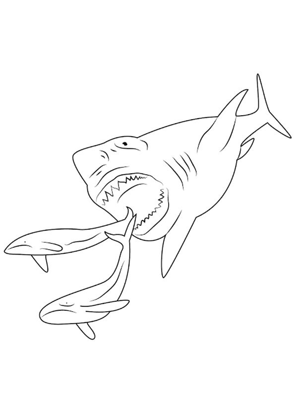 Coloring pages shark coloring pages