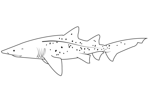 Sand tiger shark carcharias taurus coloring page free printable coloring pages