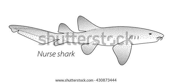 Nurse shark stippled vector illustration stock vector royalty free