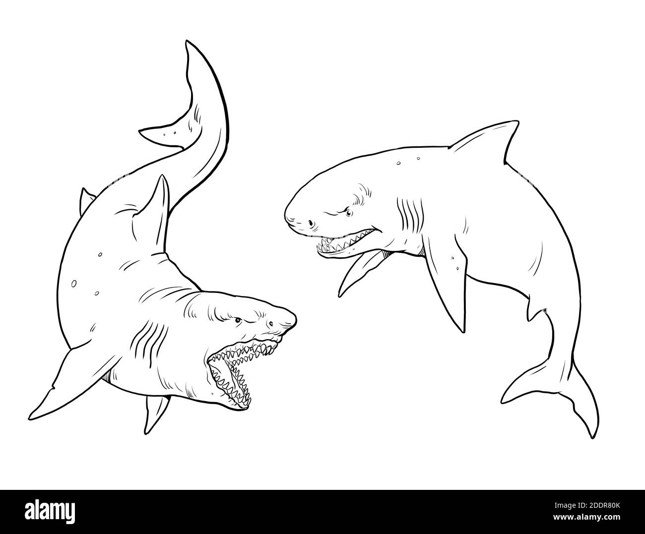 Outline sharks hi