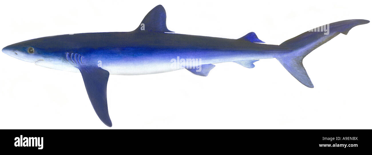 Shark drawing cut out stock images pictures