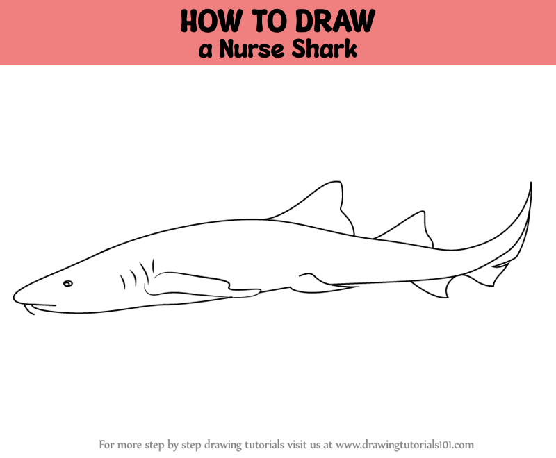 How to draw a nurse shark sharks step by step