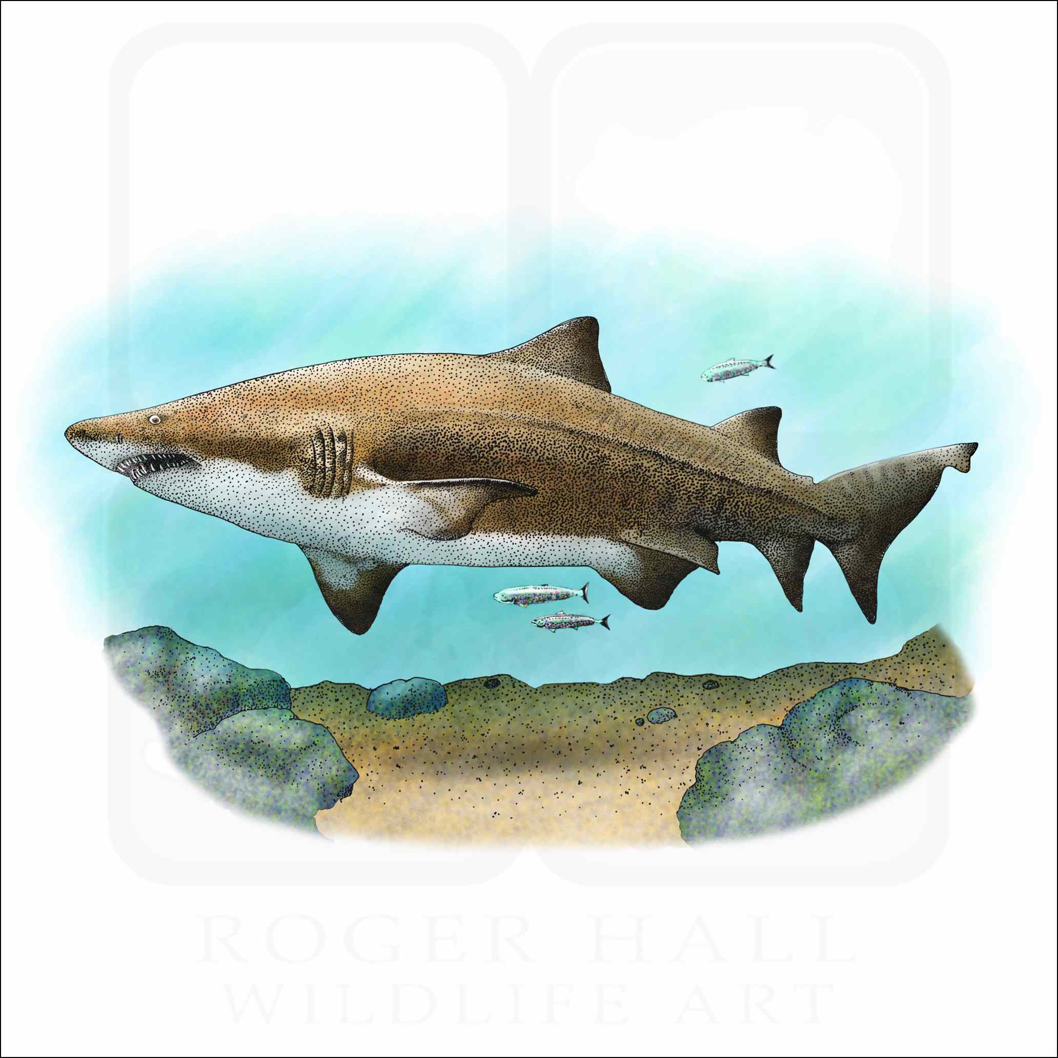 Sand tiger shark