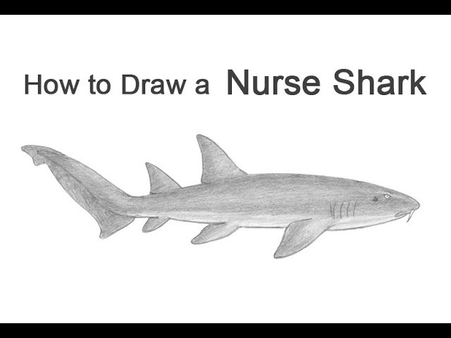 How to draw a nurse shark