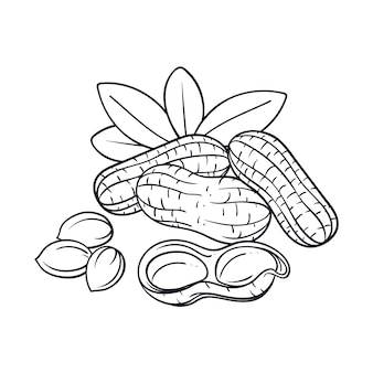 Nuts coloring pages vectors illustrations for free download