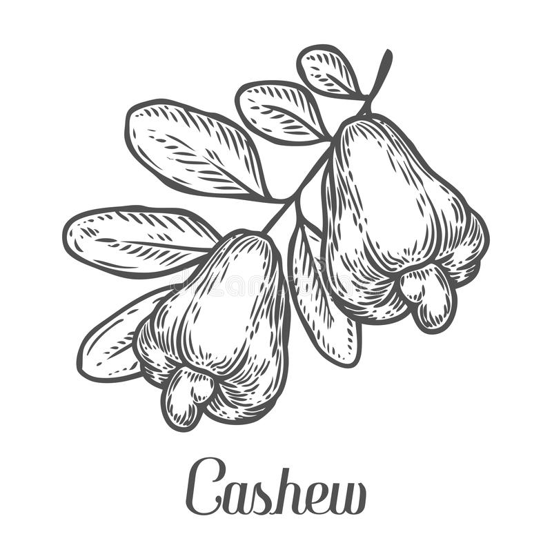 Coloring pages cashew nut seed plant vector