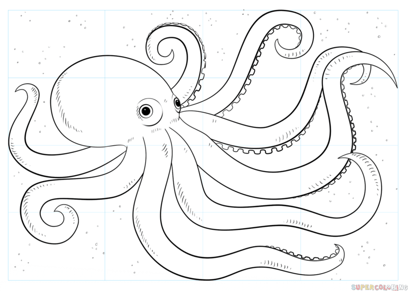 Mastering octopus drawing step