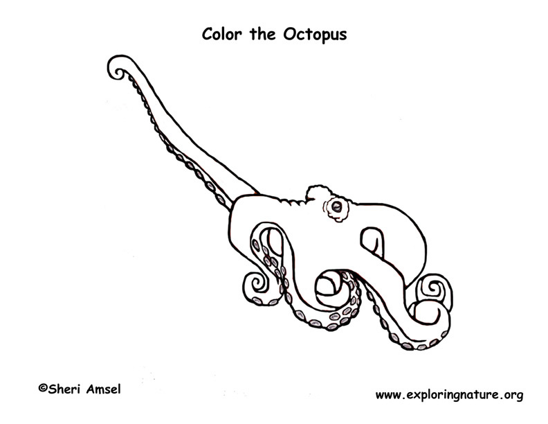 Octopus coloring page