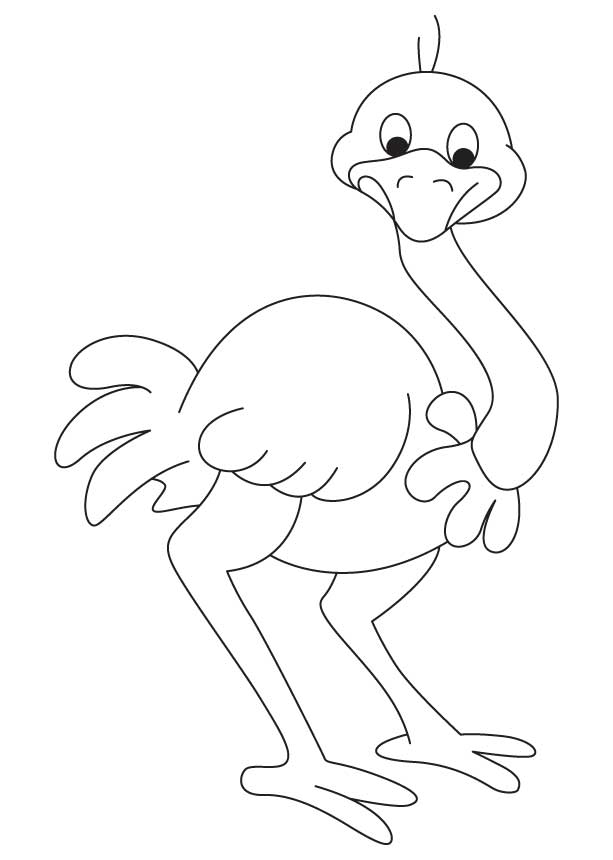 Free ostrich coloring page download free ostrich coloring page png images free cliparts on clipart library