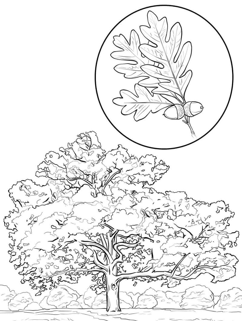 Oak tree and leaf coloring page