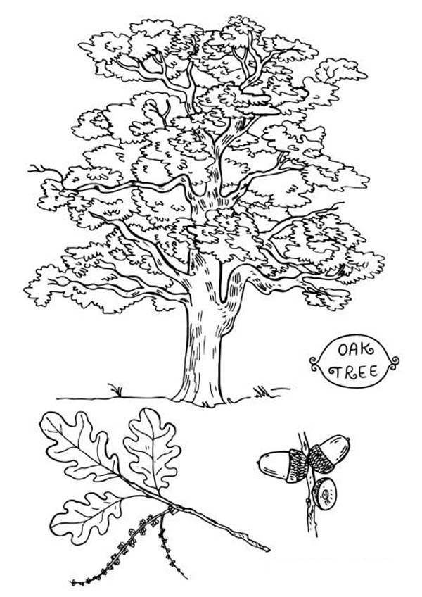 Picture of an oak tree coloring page color luna tree coloring page leaf coloring page coloring pages