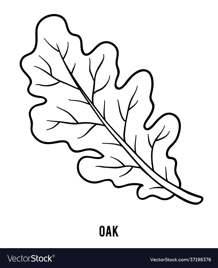 Coloring book oak leaf royalty free vector image