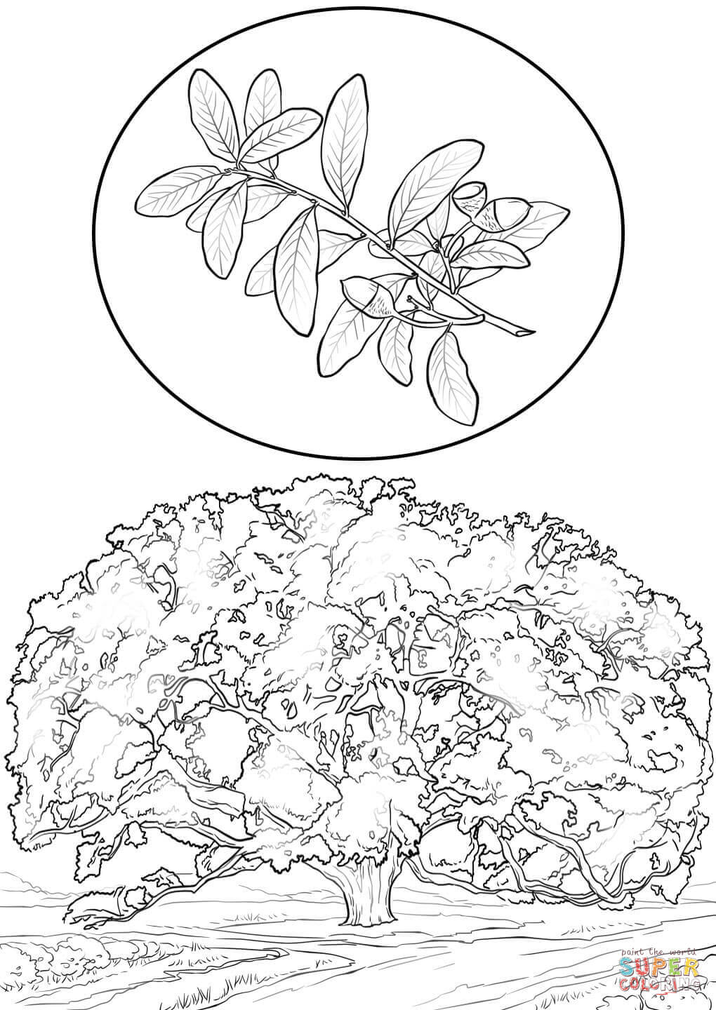 Southern live oak coloring page free printable coloring pages