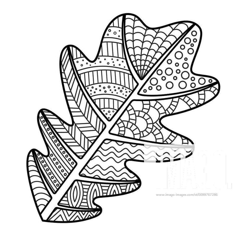 Coloring page oak leaf with decorative ornament black and white leaf contour for coloring book