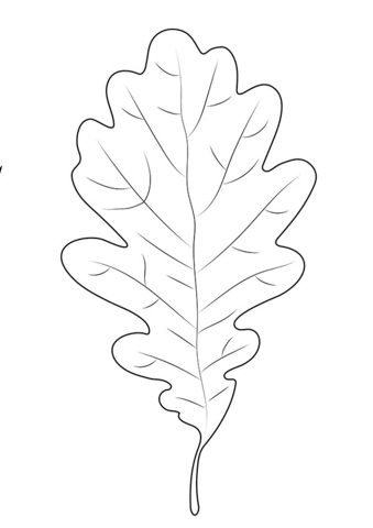 Oak leaf coloring page free printable coloring pages