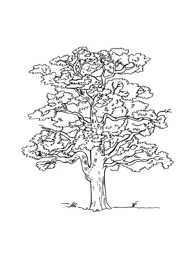 Free printable tree coloring pages for kids