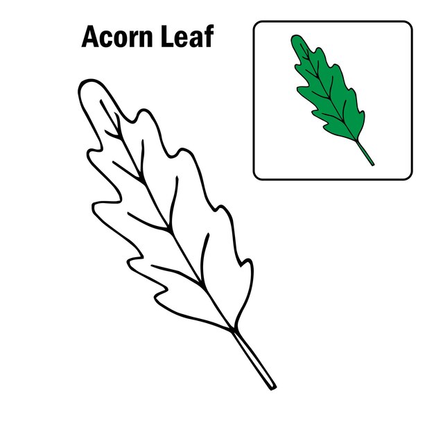 Premium vector hand drawn oak leaf coloring page