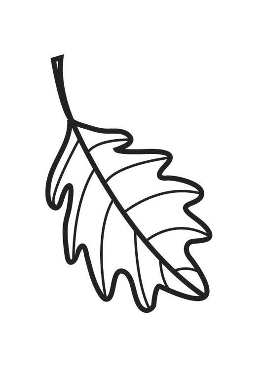 Coloring page oak leaf