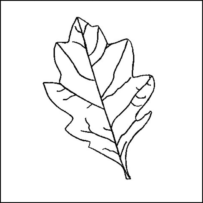 Leaf s colouring pages to print