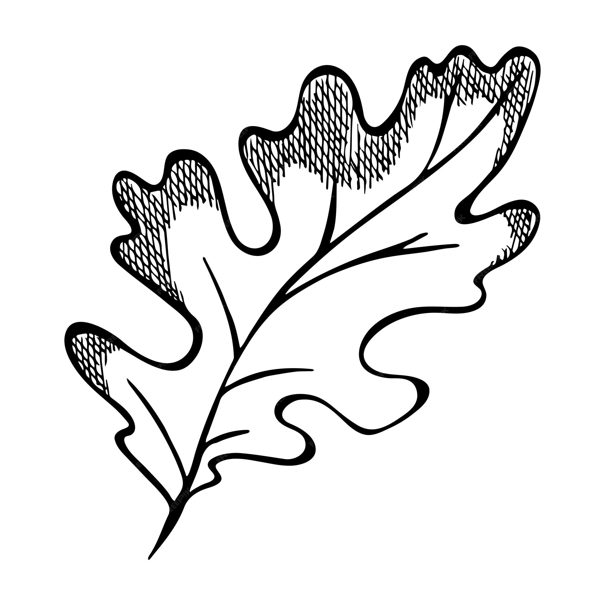 Premium vector hand drawn oak leaf autumn illustration for print web design decor detailed botanical clipart