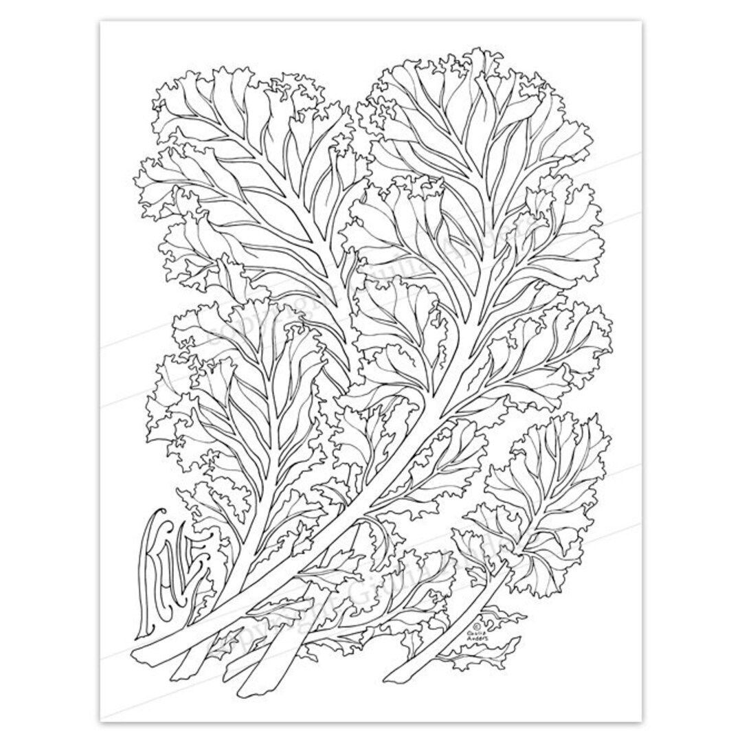 Kale printable coloring page pdf x a downloadable adult coloring page colouring sheet