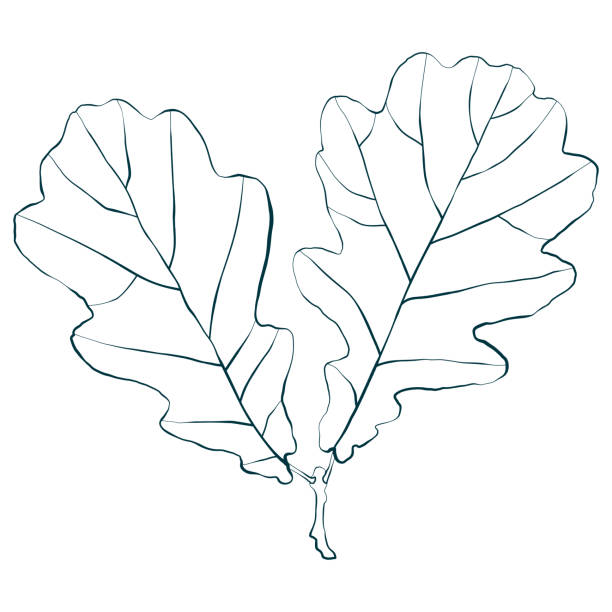 Drawing of the oak tree stencil stock illustrations royalty