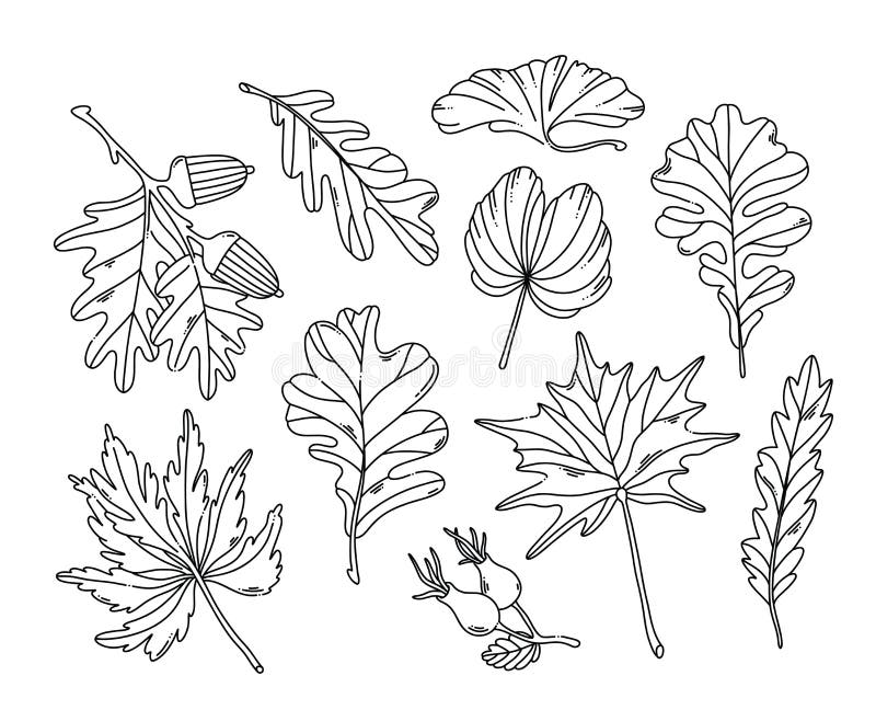 Coloring page oak stock illustrations â coloring page oak stock illustrations vectors clipart