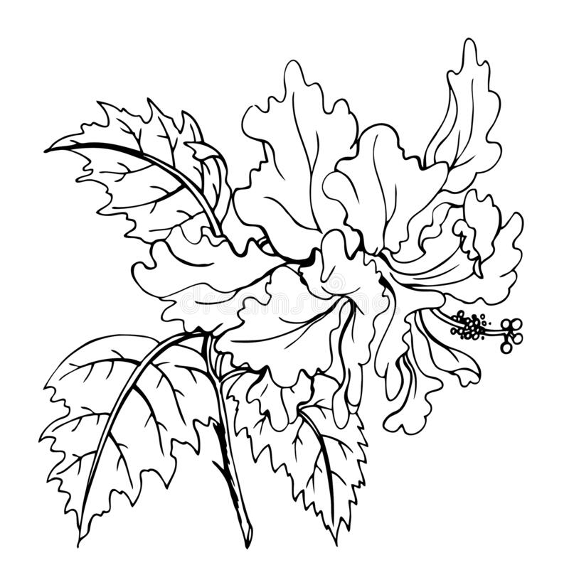 Coloring pages floral print various designs terry hibiscus outline