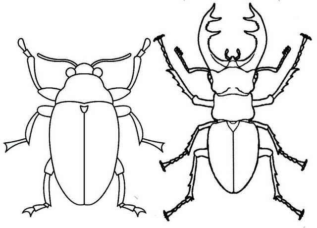 Scarab and stag beetle coloring page beetle drawing coloring pages insect coloring pages