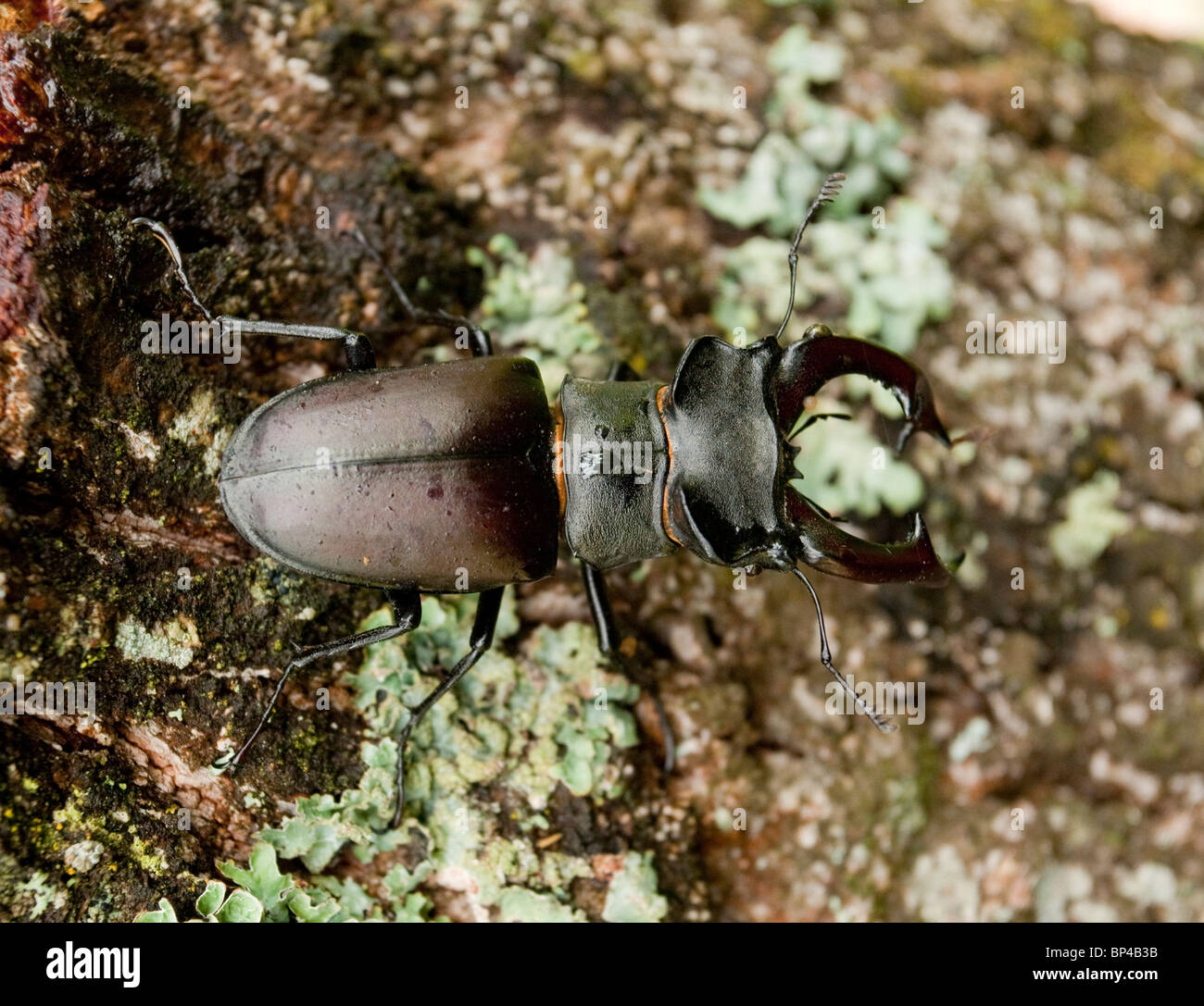 Greater stag beetle hi