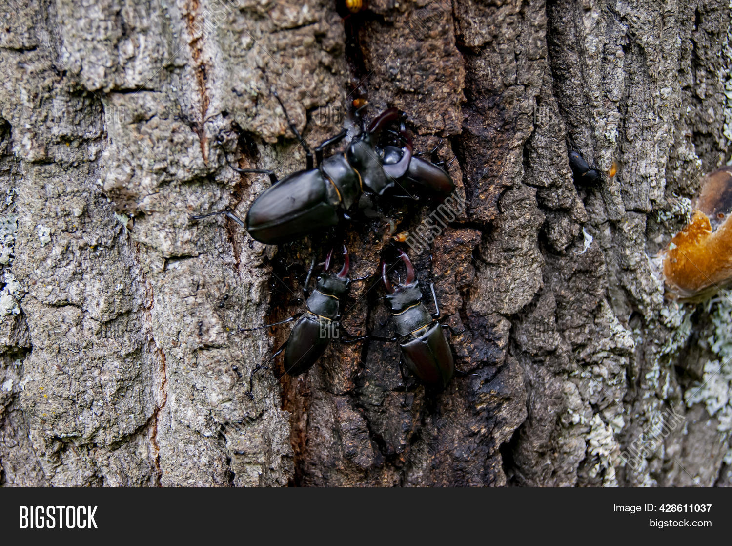 Stag beetle beetle image photo free trial bigstock