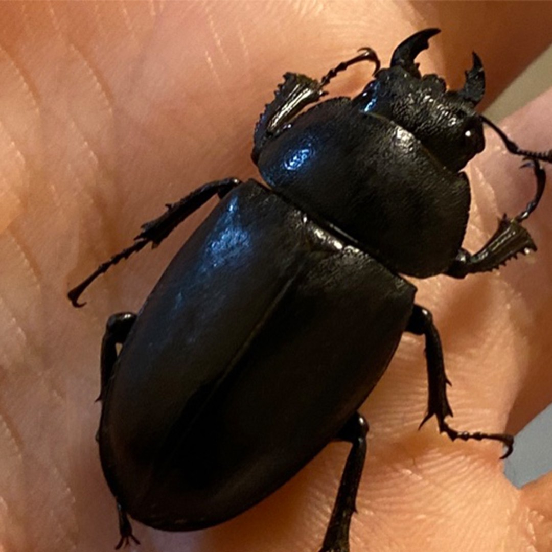 Greater stag beetle lucanus cervus