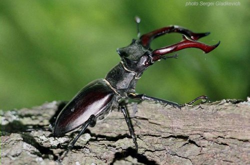 Information about stag beetle