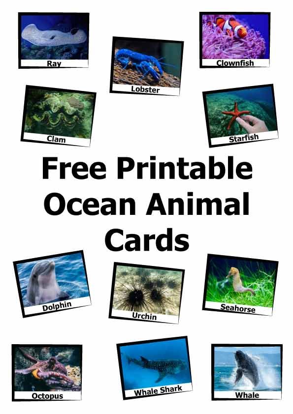 Free pdf printable ocean animal cards