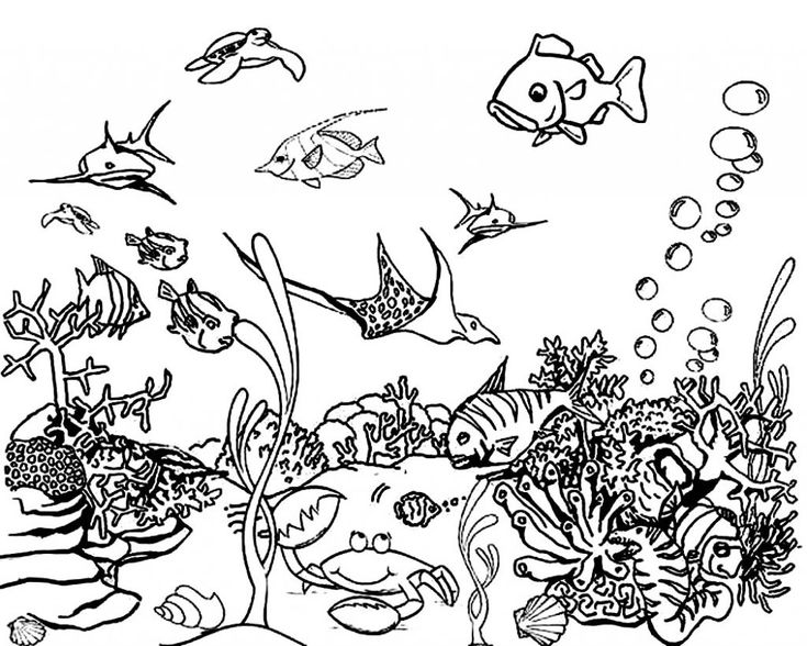 Free printable ocean coloring pages for kids ocean coloring pages sea animals drawings animal coloring pages