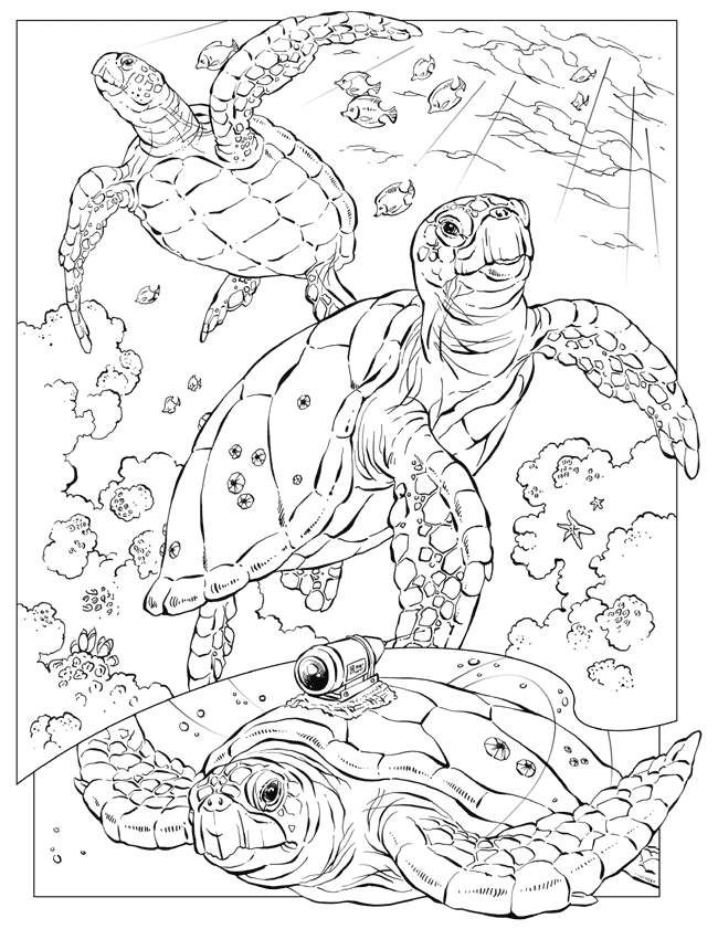 Ocean coloring pages ocean animal turtles coloring pages for kids e