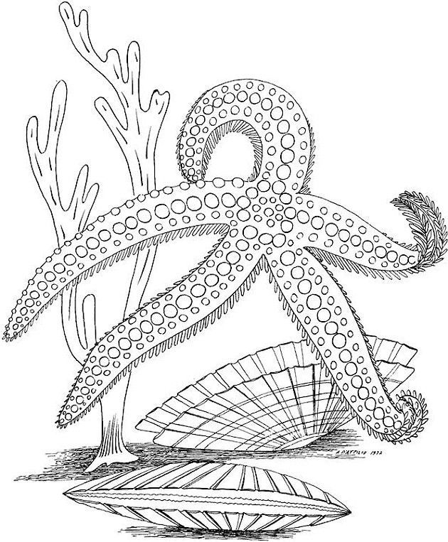 Pin by laura smith on color me ocean coloring pages adult coloring pages animal coloring pages