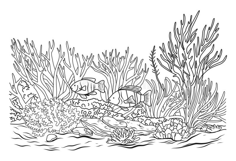 Ocean bottom coloring page with fish and algae sea life coloring book stock illustration