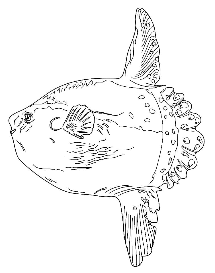 Sunfish coloring pages