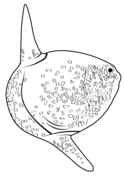 Ocean sunfish coloring pages free coloring pages