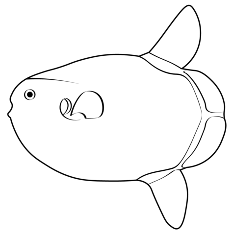 Ocean sunfish coloring pages free coloring pages